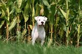 DOGUE ARGENTIN 364